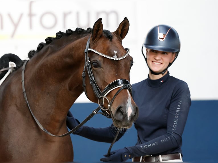 Deutsches Reitpony Hengst 5 Jahre 154 cm Brauner in Marsberg