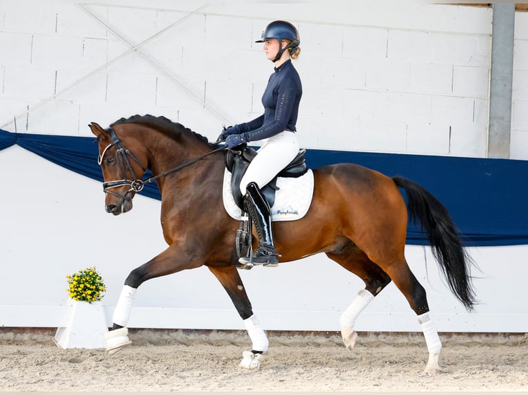 Deutsches Reitpony Hengst 5 Jahre 154 cm Brauner in Marsberg