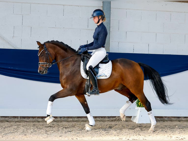 Deutsches Reitpony Hengst 5 Jahre 154 cm Brauner in Marsberg