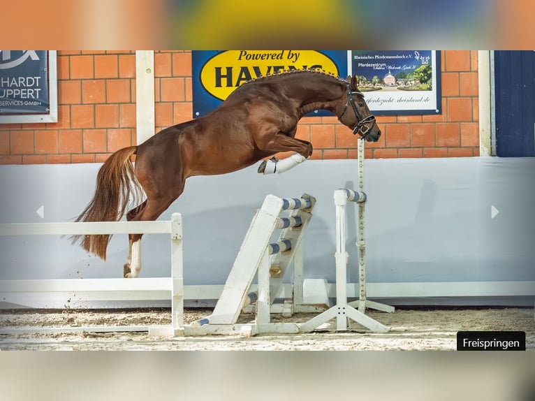Deutsches Reitpony Hengst 5 Jahre Dunkelfuchs in Mönchengladbach