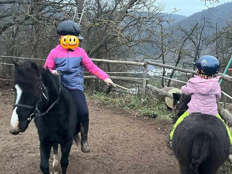 Deutsches Reitpony Mix Hengst 6 Jahre 130 cm Rappe in Dieblich