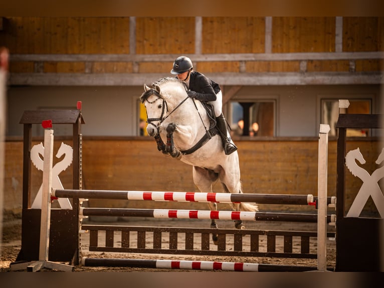 Deutsches Reitpony Hengst 6 Jahre 144 cm Schimmel in Kl&#xF6;tze