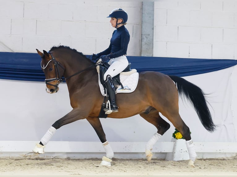 Deutsches Reitpony Hengst 6 Jahre 145 cm Brauner in Marsberg