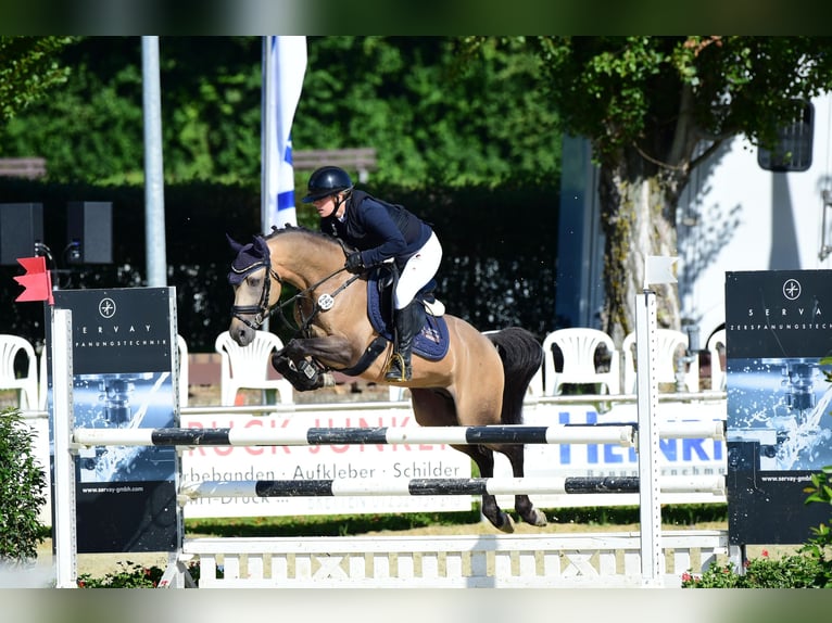 Deutsches Reitpony Hengst 6 Jahre 145 cm Buckskin in Eppingen