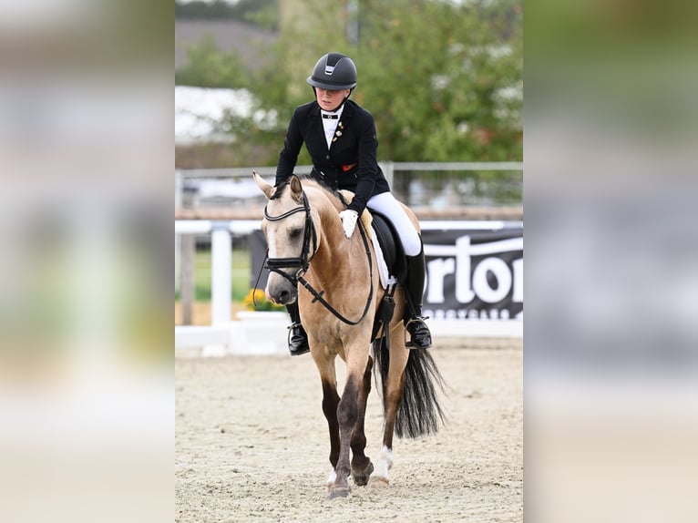 Deutsches Reitpony Hengst 6 Jahre 147 cm Buckskin in T&#xF6;nisvorst
