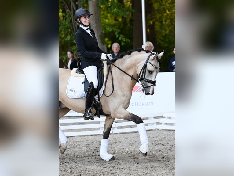 Deutsches Reitpony Hengst 6 Jahre 147 cm Buckskin in T&#xF6;nisvorst