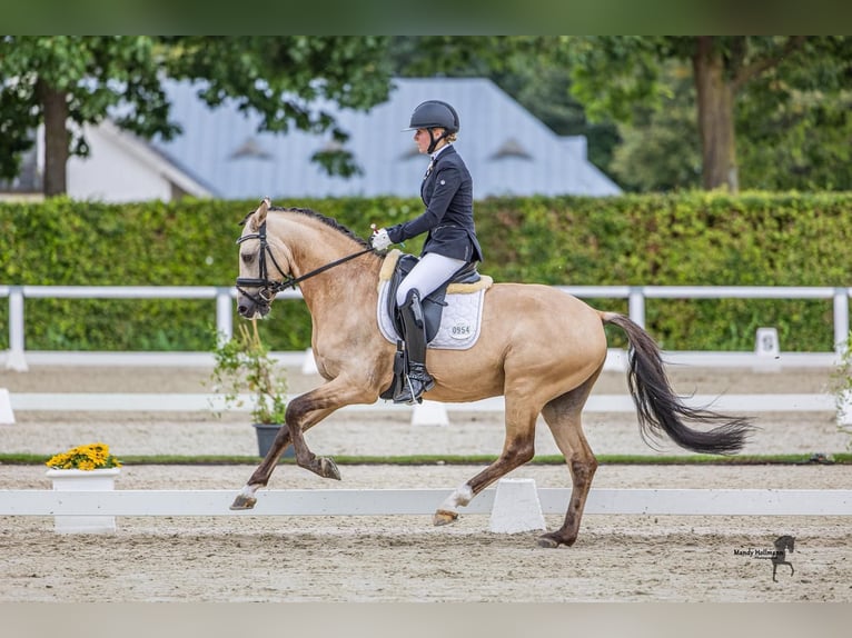 Deutsches Reitpony Hengst 6 Jahre 147 cm Buckskin in T&#xF6;nisvorst