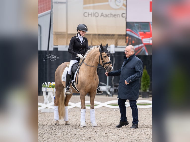 Deutsches Reitpony Hengst 6 Jahre 147 cm Palomino in Wetter (Ruhr)