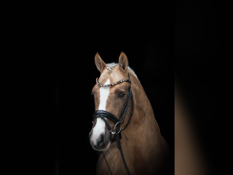 Deutsches Reitpony Hengst 6 Jahre 147 cm Palomino in Wetter (Ruhr)