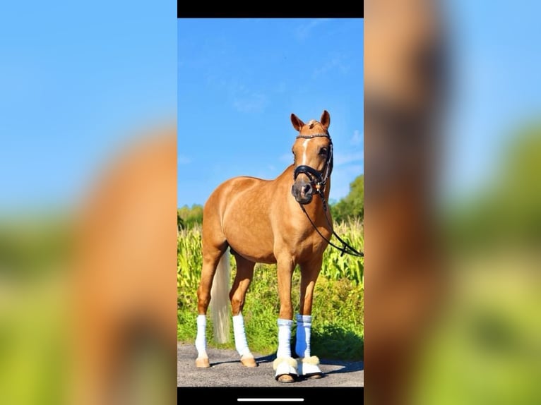 Deutsches Reitpony Hengst 6 Jahre 147 cm Palomino in Wa&#x142;brzych