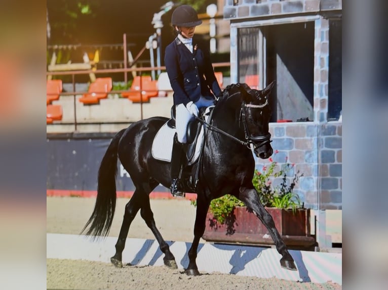 Deutsches Reitpony Hengst 6 Jahre 147 cm Rappe in SAINT GENIES