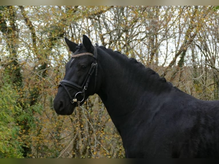 Deutsches Reitpony Hengst 6 Jahre 147 cm Rappe in SAINT GENIES