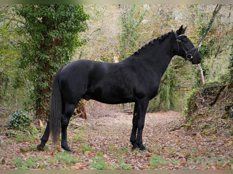Deutsches Reitpony Hengst 6 Jahre 147 cm Rappe in SAINT GENIES