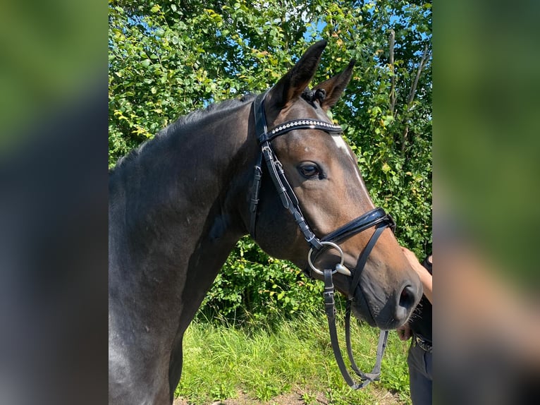 Deutsches Reitpony Hengst 6 Jahre 147 cm Schwarzbrauner in Süderlügum