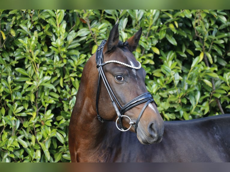 Deutsches Reitpony Hengst 6 Jahre 148 cm Brauner in Recke, bei Osnabrück