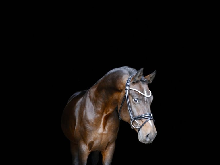 Deutsches Reitpony Hengst 6 Jahre 148 cm Brauner in Recke, bei Osnabrück