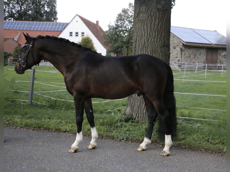 Deutsches Reitpony Hengst 6 Jahre 148 cm Brauner in Recke, bei Osnabrück