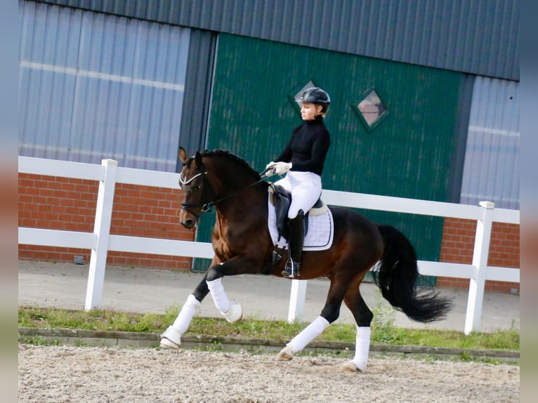 Deutsches Reitpony Hengst 6 Jahre 148 cm Brauner in Recke, bei Osnabrück