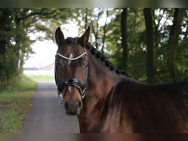 Deutsches Reitpony Hengst 6 Jahre 148 cm Brauner in Recke, bei Osnabrück