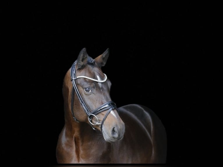 Deutsches Reitpony Hengst 6 Jahre 148 cm Brauner in Recke, bei Osnabrück