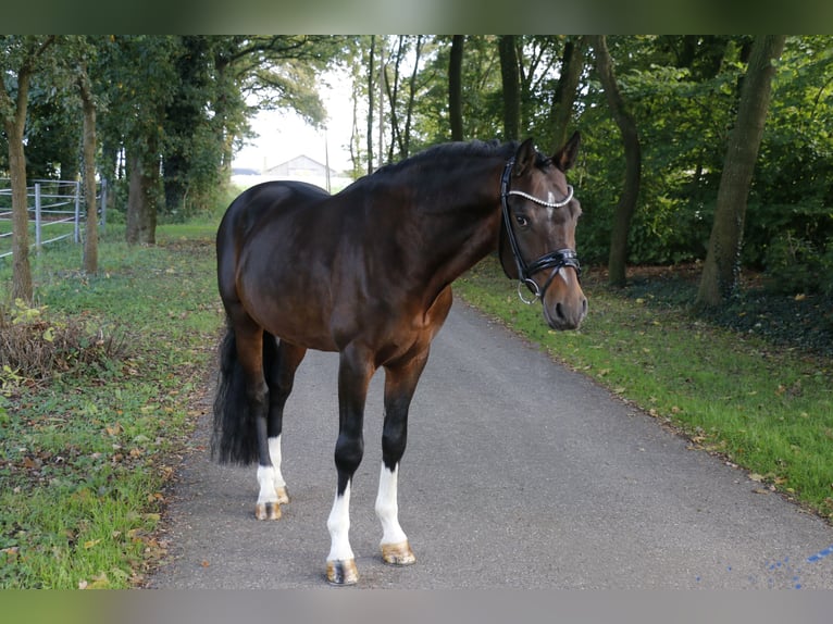 Deutsches Reitpony Hengst 6 Jahre 148 cm Brauner in Recke, bei Osnabrück