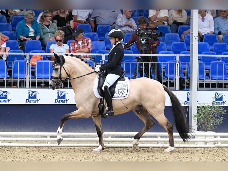 Deutsches Reitpony Hengst 6 Jahre 148 cm Buckskin in Vettweiß