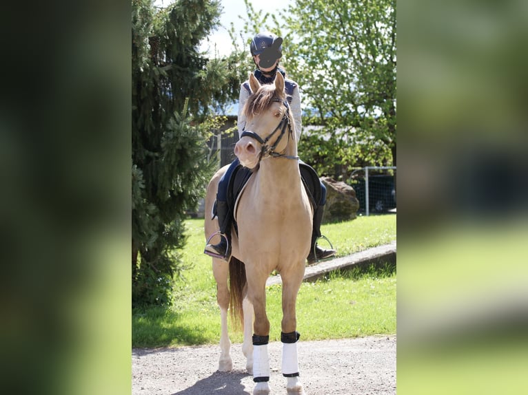 Deutsches Reitpony Hengst 6 Jahre 148 cm Champagne in Enzelsdorf