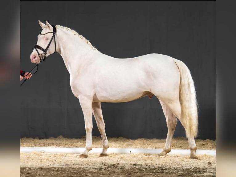 Deutsches Reitpony Hengst 6 Jahre 148 cm Cremello in Ennepetal