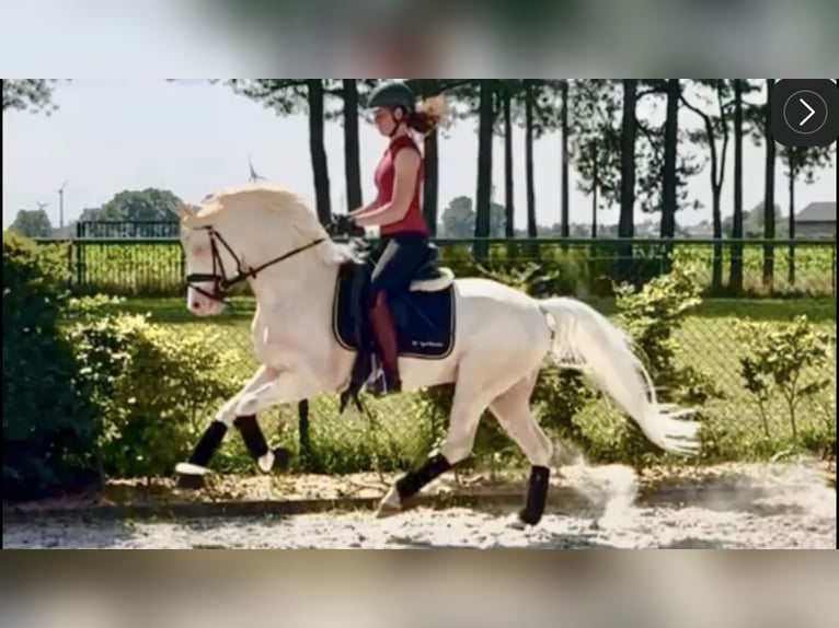 Deutsches Reitpony Hengst 6 Jahre 148 cm Cremello in Neeritter