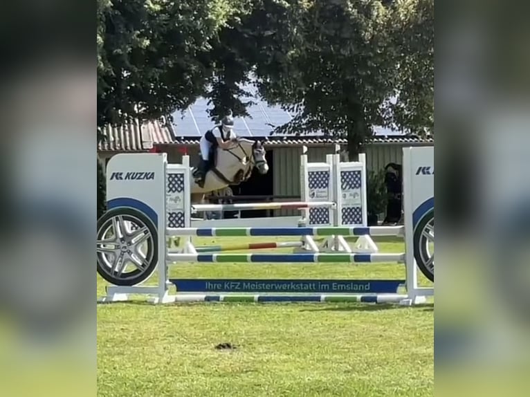 Deutsches Reitpony Hengst 6 Jahre 148 cm Palomino in Haren