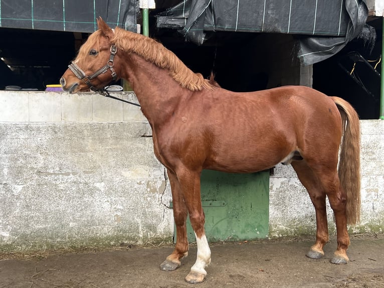 Deutsches Reitpony Hengst 7 Jahre 145 cm Fuchs in Todenb&#xFC;ttel