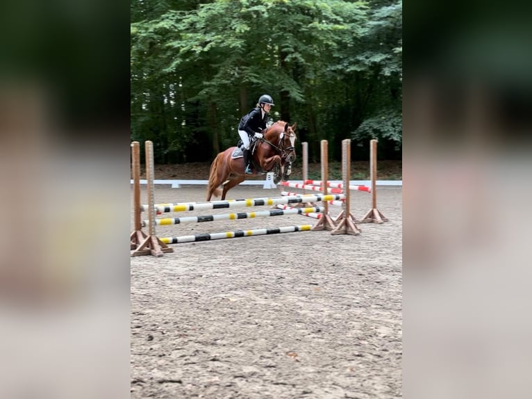 Deutsches Reitpony Hengst 7 Jahre 145 cm Fuchs in Todenb&#xFC;ttel