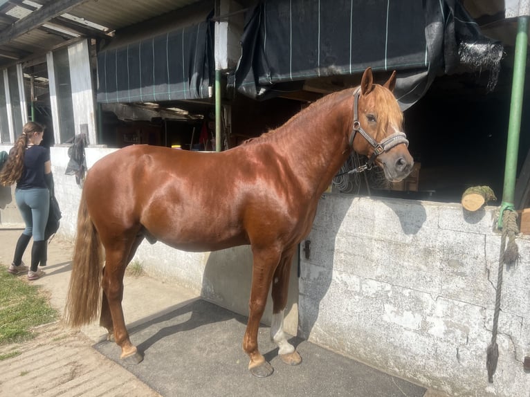 Deutsches Reitpony Hengst 7 Jahre 145 cm Fuchs in Todenb&#xFC;ttel