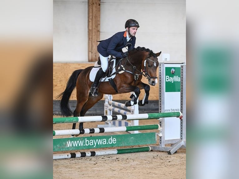 Deutsches Reitpony Hengst 7 Jahre 146 cm Brauner in Gersthofen