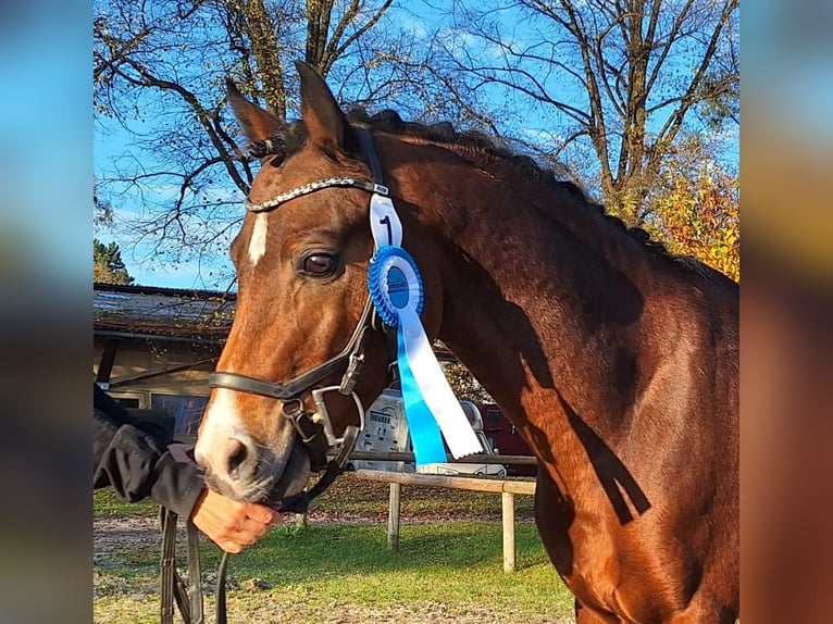 Deutsches Reitpony Hengst 7 Jahre 146 cm Brauner in Gersthofen