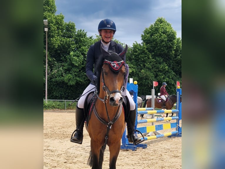 Deutsches Reitpony Hengst 7 Jahre 146 cm Brauner in Gersthofen