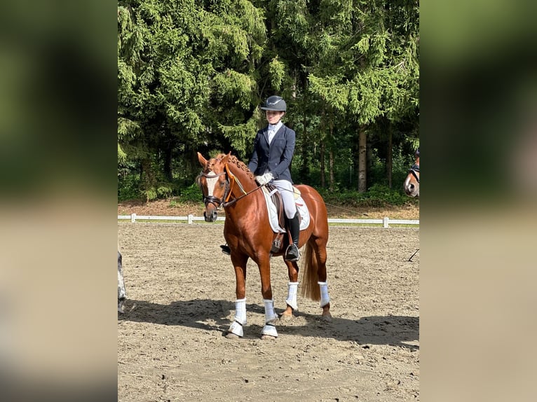 Deutsches Reitpony Hengst 8 Jahre 145 cm Fuchs in Todenbüttel