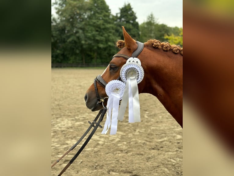 Deutsches Reitpony Hengst 8 Jahre 145 cm Fuchs in Todenbüttel