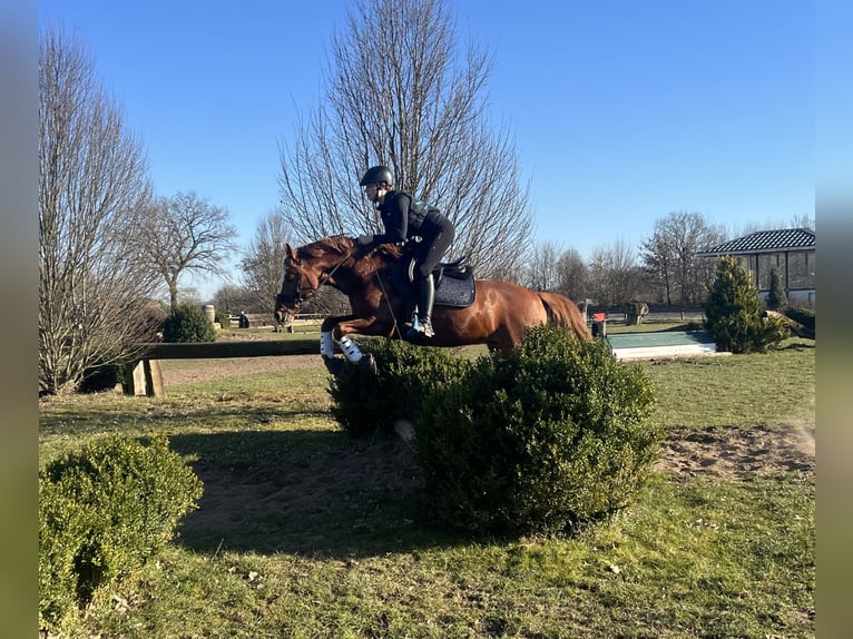 Deutsches Reitpony Hengst 8 Jahre 145 cm Fuchs in Todenbüttel