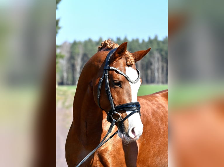 Deutsches Reitpony Hengst 8 Jahre 147 cm Fuchs in Treuenbrietzen