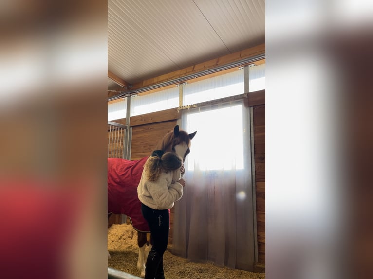 Deutsches Reitpony Hengst 8 Jahre 148 cm Fuchs in DinhardDinhard