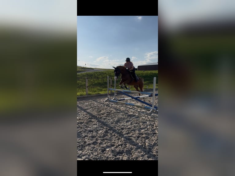 Deutsches Reitpony Hengst 8 Jahre 148 cm Fuchs in DinhardDinhard
