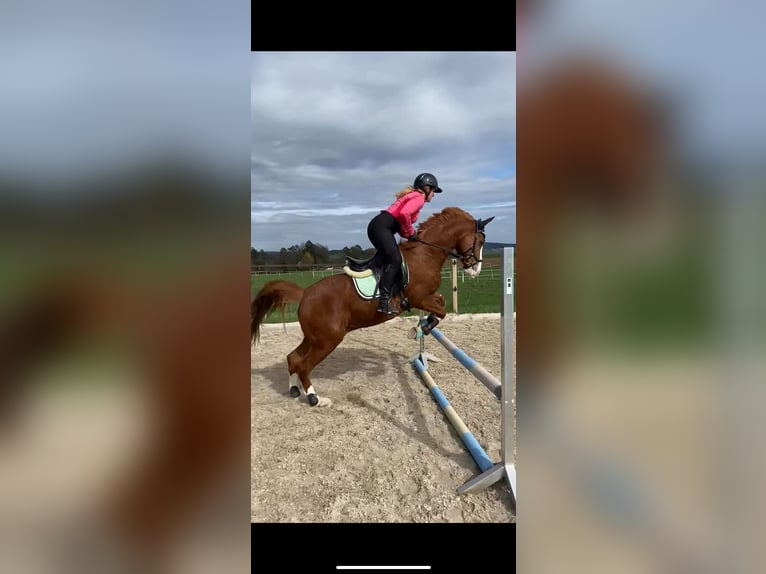 Deutsches Reitpony Hengst 8 Jahre 148 cm Fuchs in DinhardDinhard
