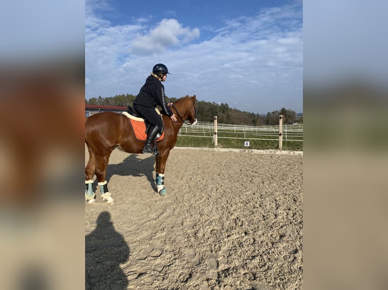 Deutsches Reitpony Hengst 8 Jahre 148 cm Fuchs in DinhardDinhard