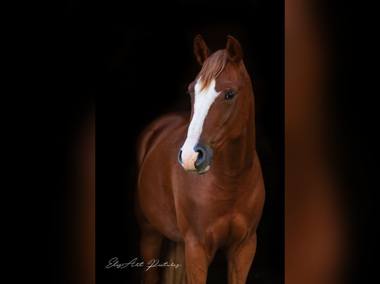 Deutsches Reitpony Hengst 8 Jahre 154 cm Fuchs in Elsoff