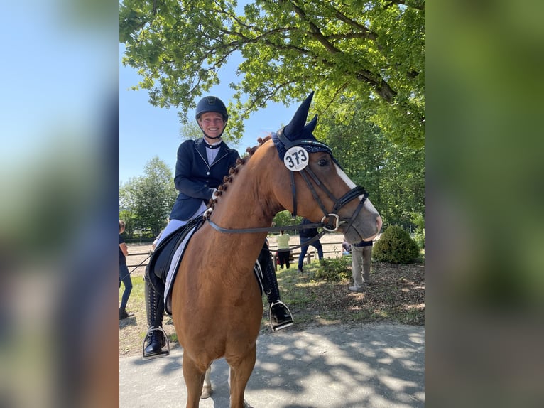 Deutsches Reitpony Hengst 8 Jahre 154 cm Fuchs in Elsoff