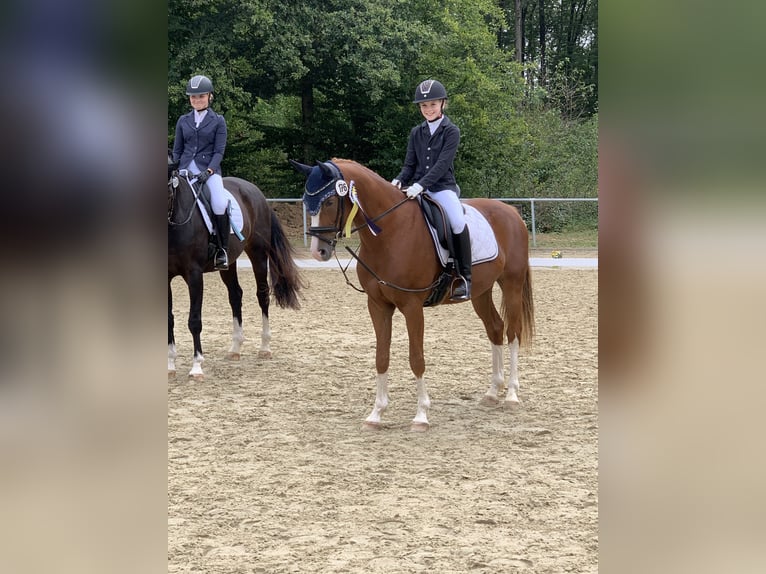 Deutsches Reitpony Hengst 8 Jahre 154 cm Fuchs in Elsoff