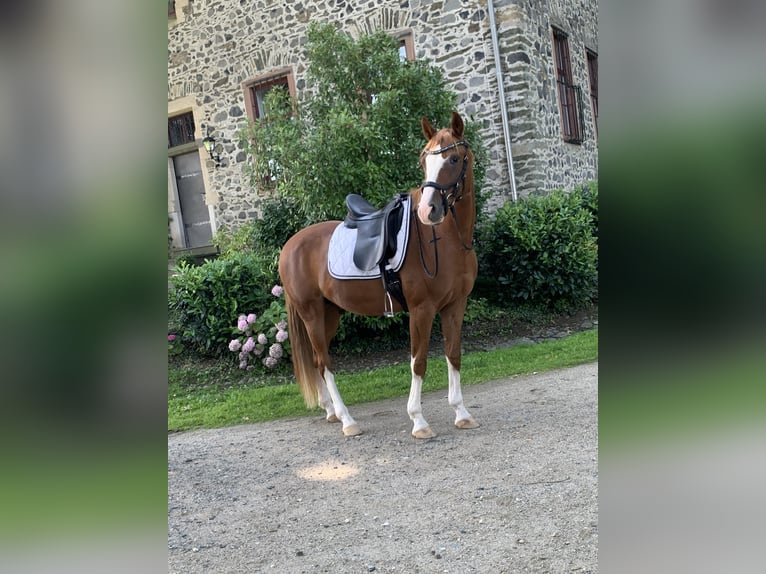 Deutsches Reitpony Hengst 8 Jahre 154 cm Fuchs in Elsoff