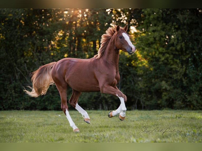 Deutsches Reitpony Hengst 8 Jahre 154 cm Fuchs in Elsoff