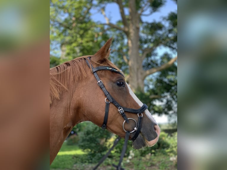 Deutsches Reitpony Hengst 8 Jahre 154 cm Fuchs in Elsoff